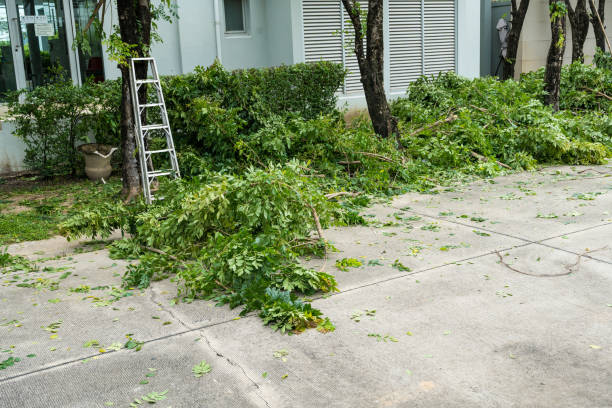 How Our Tree Care Process Works  in  Riverside, IL