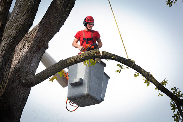 Best Leaf Removal  in Riverside, IL